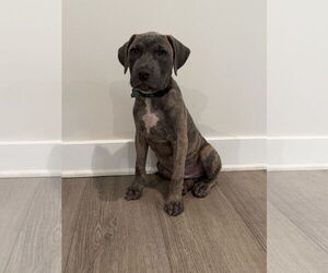Mutt Dogs for adoption in Greenville, SC, USA