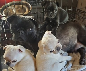 Mother of the Pug puppies born on 04/07/2025