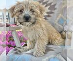 Small Photo #5 Morkie Puppy For Sale in WILLIAMSBURG, IN, USA