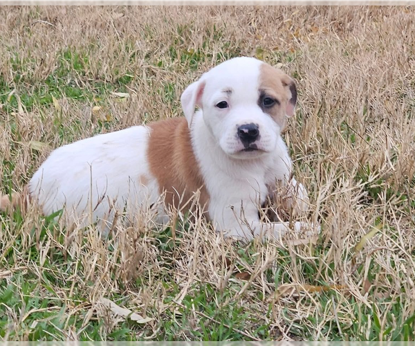 Medium Photo #11 American Pit Bull Terrier-Australian Shepherd Mix Puppy For Sale in OKLAHOMA CITY, OK, USA