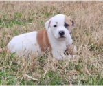 Small #10 American Pit Bull Terrier-Australian Shepherd Mix