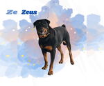 Small Rottweiler