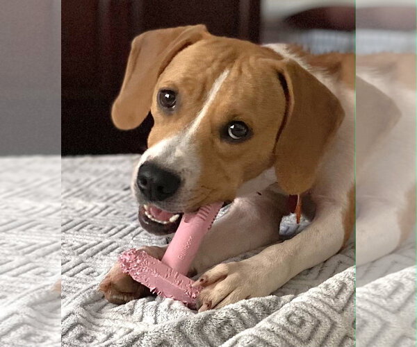 Medium Photo #2 Beagle-Unknown Mix Puppy For Sale in Dunnellon, FL, USA