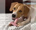 Small #1 Beagle Mix