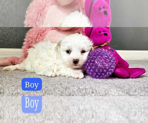 Medium Photo #1 Maltipoo (Miniature) Puppy For Sale in PALM COAST, FL, USA