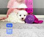 Image preview for Ad Listing. Nickname: Maltipoo Male