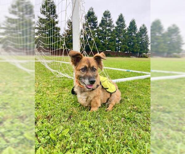 Medium Photo #3 Mutt Puppy For Sale in Pleasanton, CA, USA