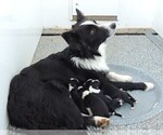Small Photo #1 Border Collie Puppy For Sale in CARLISLE, KY, USA
