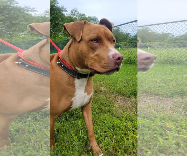 Medium Photo #5 American Pit Bull Terrier Puppy For Sale in Oakhurst, NJ, USA
