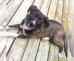 Small #2 Labrador Retriever Mix