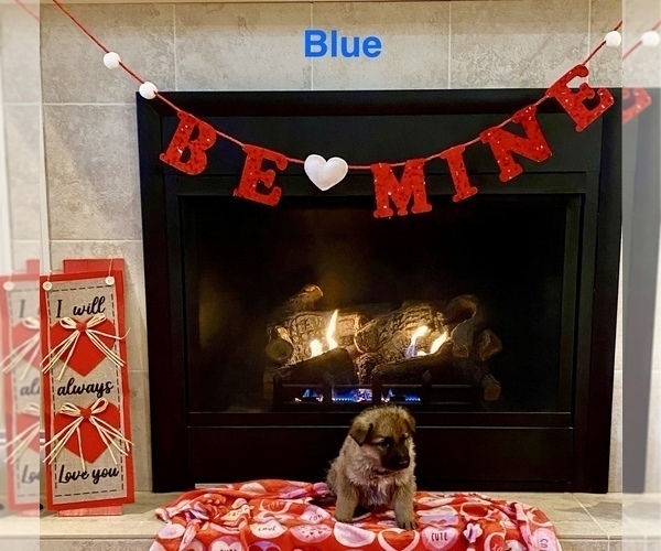 Medium Photo #10 German Shepherd Dog Puppy For Sale in GALLIPOLIS, OH, USA