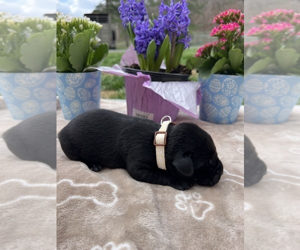 Medium Photo #9 Labrador Retriever Puppy For Sale in NEOLA, WV, USA