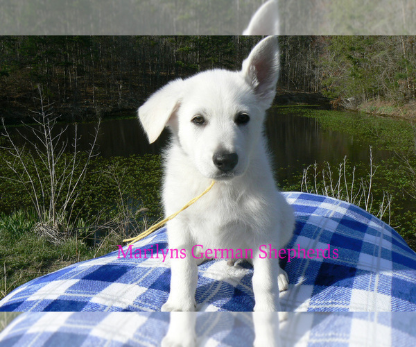 Medium Photo #6 German Shepherd Dog Puppy For Sale in PIEDMONT, MO, USA