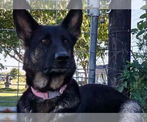 Mother of the German Shepherd Dog puppies born on 07/23/2025