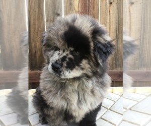 Chow Chow Puppy for Sale in VALLEJO, California USA