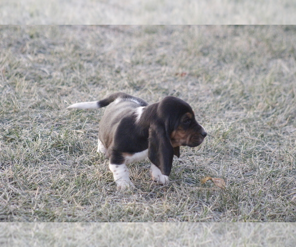 Medium Photo #7 Basset Hound Puppy For Sale in MEMPHIS, MO, USA