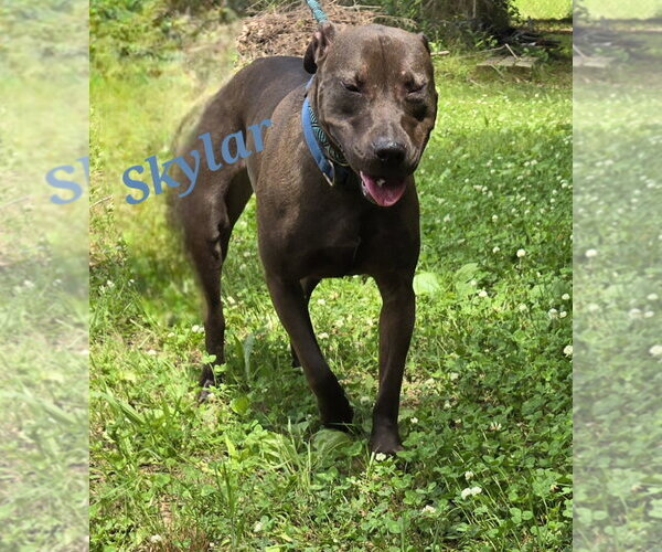 Medium Photo #3 Mutt Puppy For Sale in Jackson, MS, USA