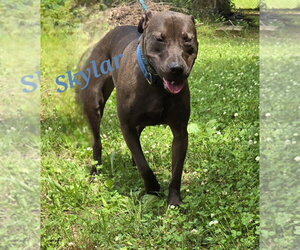 Skylar - Female Mutt Dog for Adoption - Photo #3