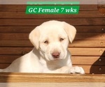 Puppy Green Collar Labrador Retriever