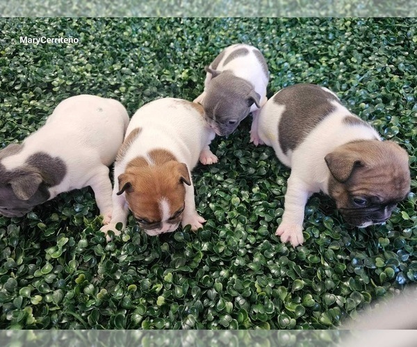 Medium Photo #9 French Bulldog Puppy For Sale in NORTH LAS VEGAS, NV, USA