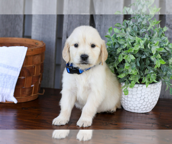 Medium Photo #2 English Cream Golden Retriever Puppy For Sale in NAPPANEE, IN, USA