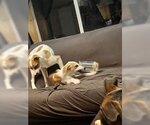Small Photo #14 Beagle-Unknown Mix Puppy For Sale in Fort Worth, TX, USA