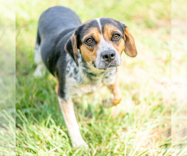 Medium Photo #4 Mutt Puppy For Sale in Hilton Head, SC, USA