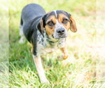 Small #3 Mutt
