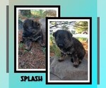 Small Photo #41 German Shepherd Dog Puppy For Sale in BROOKFIELD, MO, USA