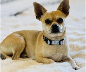 French Bullhuahua Dogs for adoption in Mission Viejo, CA, USA