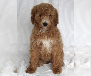Goldendoodle (Miniature) Puppy for sale in FREDERICKSBURG, OH, USA