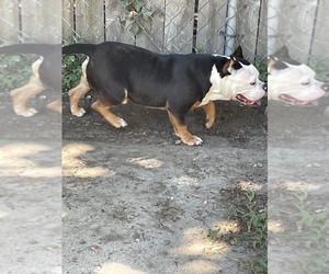American Bully Mikelands  Puppy for sale in ROYAL OAK, MI, USA