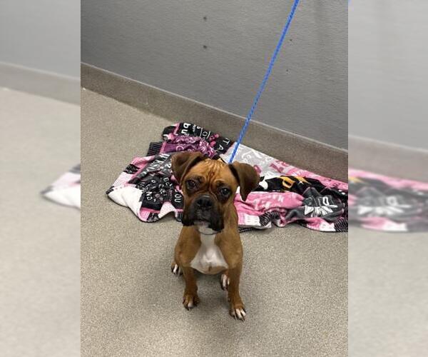 Medium Photo #1 Boxer-Unknown Mix Puppy For Sale in Las Vegas, NV, USA