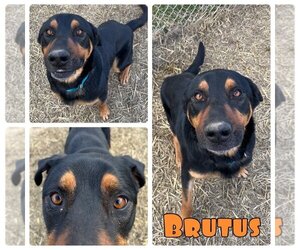Rottweiler-Unknown Mix Dogs for adoption in Pierceton , IN, USA