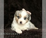 Small #1 Miniature American Shepherd-Miniature Australian Shepherd Mix