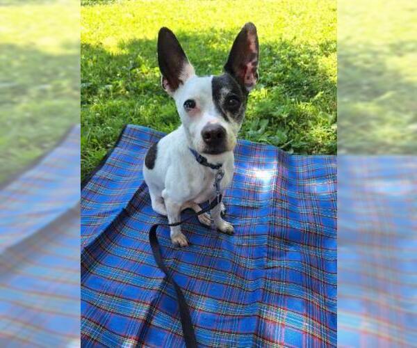 Medium Photo #3 Chihuahua-Unknown Mix Puppy For Sale in Minneapolis, MN, USA