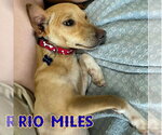 Small #3 Dachshund Mix