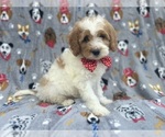 Small #6 Cavapoo