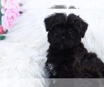 Small Photo #2 YorkiePoo Puppy For Sale in MARIETTA, GA, USA