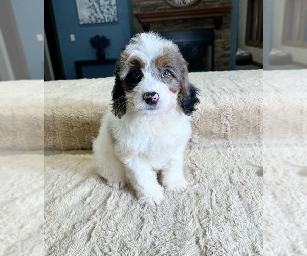 Medium Photo #3 Bernedoodle (Miniature) Puppy For Sale in GREENWOOD, IN, USA