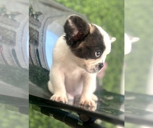 French Bulldog Puppy for sale in BOSTON, MA, USA