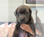Charlotte's Puppy Tiki - Female Labrador Retriever-Unknown Mix Dog for Adoption - Small photo