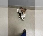 Small Chihuahua Mix