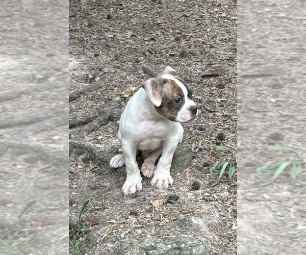 Medium Photo #1 American Bulldog Puppy For Sale in SPRING, TX, USA
