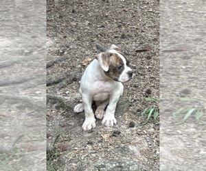 American Bulldog Puppy for sale in SPRING, TX, USA