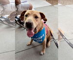 Small #7 Labrador Retriever Mix