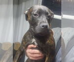 Small #1 American Pit Bull Terrier-American Staffordshire Terrier Mix