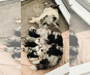 Cardigan Welsh Corgi Puppy for sale in BEULAVILLE, NC, USA