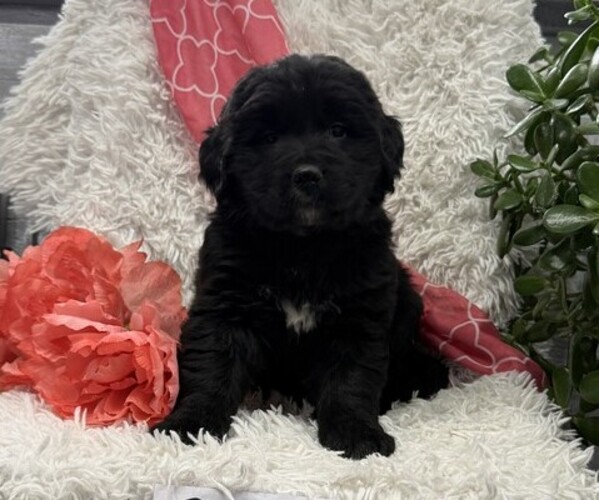 Medium Photo #2 Bernese Mountain Dog Puppy For Sale in THORP, WI, USA