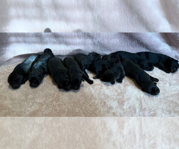Medium Photo #1 Labrador Retriever Puppy For Sale in CLARKESVILLE, GA, USA